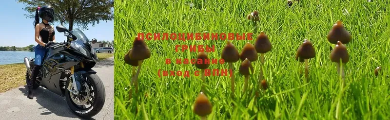 OMG рабочий сайт  Анжеро-Судженск  Псилоцибиновые грибы Cubensis  наркошоп 